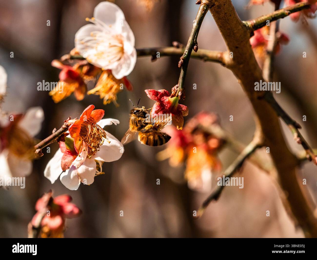 Piccoli ciliegi bianchi in fiore alla fine della loro fioritura in un parco nella campagna a sud di Fukuoka, in Giappone. Foto Stock Piccoli ciliegi bianchi in fiore alla fine della loro fioritura in un parco nella campagna a sud di Fukuoka, in Giappone. Foto Stock