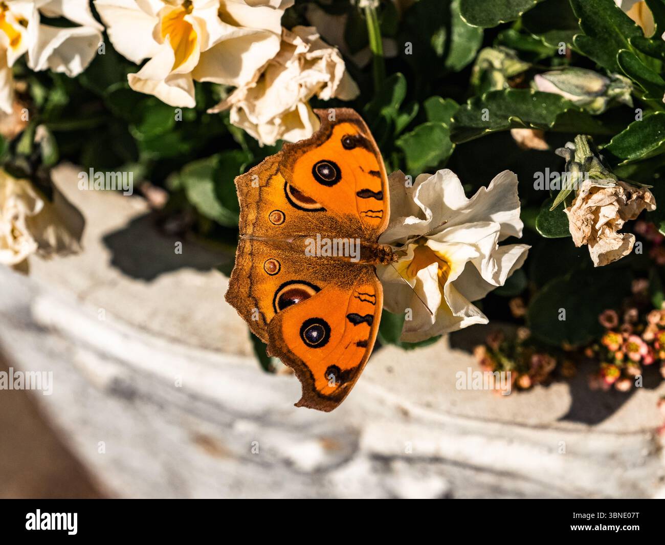 Una luminosa farfalla Oriental Peacock Pansy di colore arancione, Junonia almana, poggia sui fiori in una scatola di fioriera di fronte a una casa nella prefettura di Fukuoka Foto Stock Una luminosa farfalla Oriental Peacock Pansy di colore arancione, Junonia almana, poggia sui fiori in una scatola di fioriera di fronte a una casa nella prefettura di Fukuoka Foto Stock