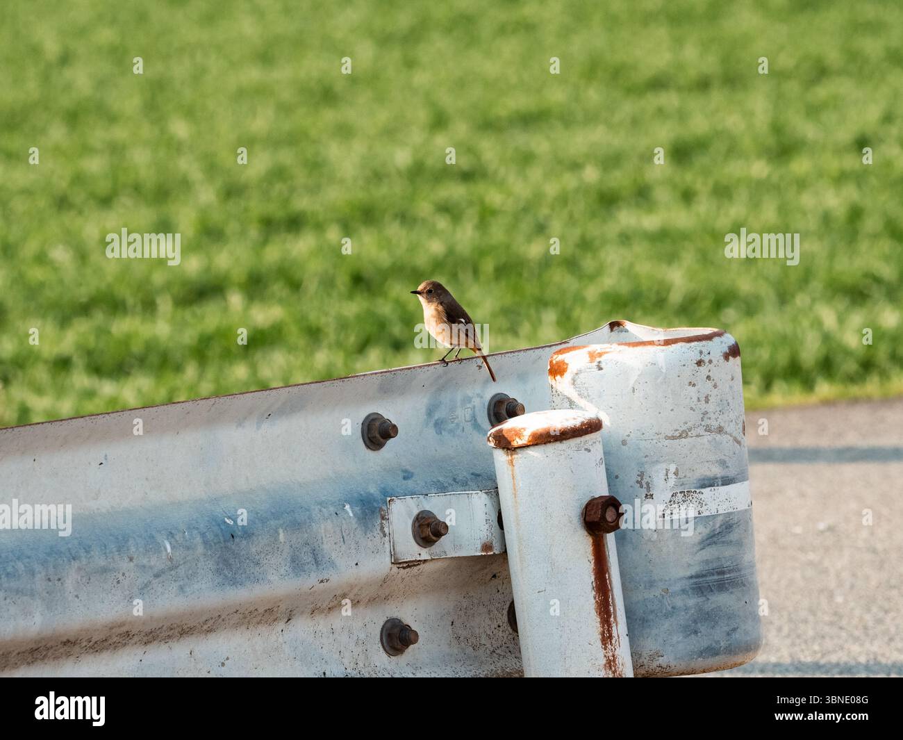 Un simpatico Shrike dalla testa di toro, Lanius bucephalus, appollaiato su un binario di guardia mentre svernava in una fattoria nella parte meridionale della prefettura di Fukuoka, in Giappone. Foto Stock Un simpatico Shrike dalla testa di toro, Lanius bucephalus, appollaiato su un binario di guardia mentre svernava in una fattoria nella parte meridionale della prefettura di Fukuoka, in Giappone. Foto Stock