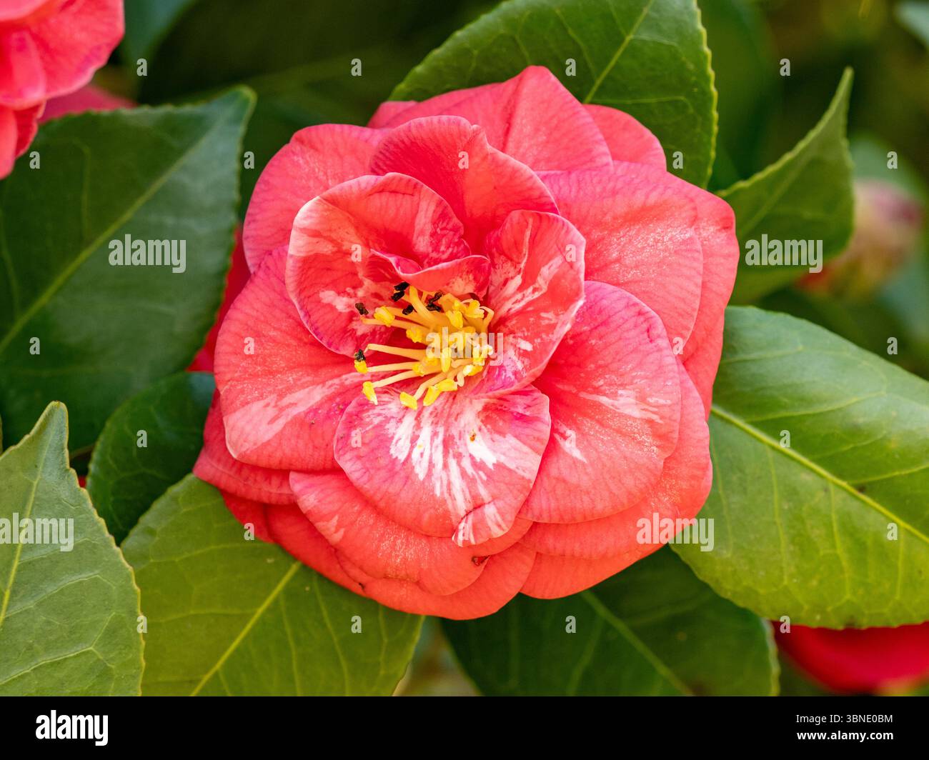 I fiori di camelia giapponesi, di colore rosso brillante, fioriscono in un parco lungo i canali nella prefettura di Fukuoka meridionale, in Giappone. Foto Stock I fiori di camelia giapponesi, di colore rosso brillante, fioriscono in un parco lungo i canali nella prefettura di Fukuoka meridionale, in Giappone. Foto Stock