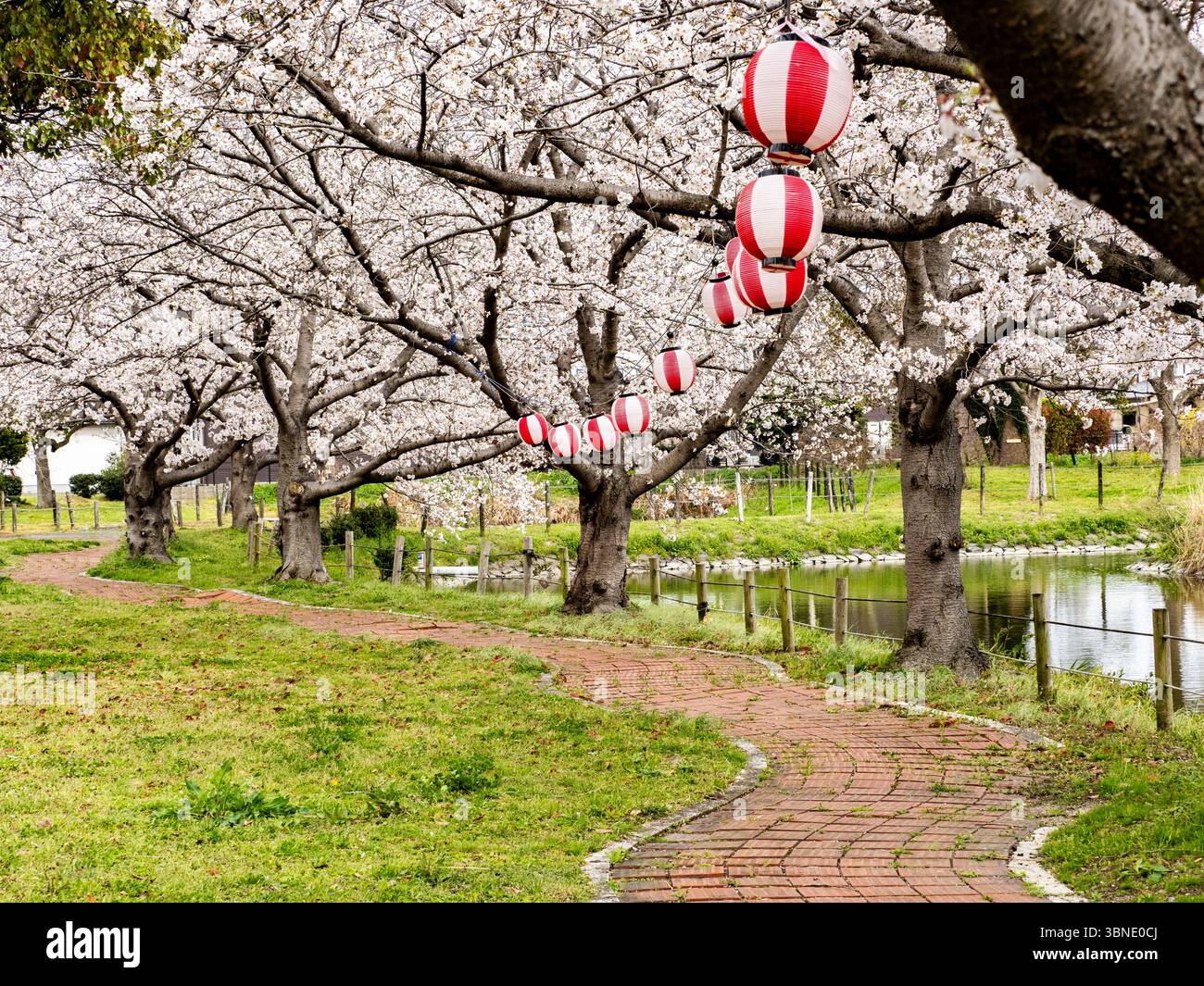 Una fila di ciliegi in piena fioritura lungo un sentiero durante la stagione degli hanami in un parco nella campagna a sud di Fukuoka, in Giappone. Foto Stock Una fila di ciliegi in piena fioritura lungo un sentiero durante la stagione degli hanami in un parco nella campagna a sud di Fukuoka, in Giappone. Foto Stock