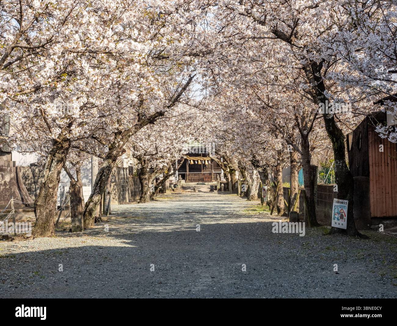 I fiori di ciliegio bianco fioriscono lungo l'avvicinamento a un piccolo santuario nel Chikugo a sud di Fukuoka, in Giappone. Foto Stock I fiori di ciliegio bianco fioriscono lungo l'avvicinamento a un piccolo santuario nel Chikugo a sud di Fukuoka, in Giappone. Foto Stock