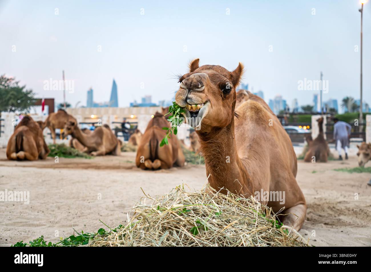 Mercato dei cammelli al Souq Waqif di Doha, la capitale del Qatar. Ci sono molti cammelli nel corral. Molti cammelli stanno mangiando nella fattoria. Foto Stock