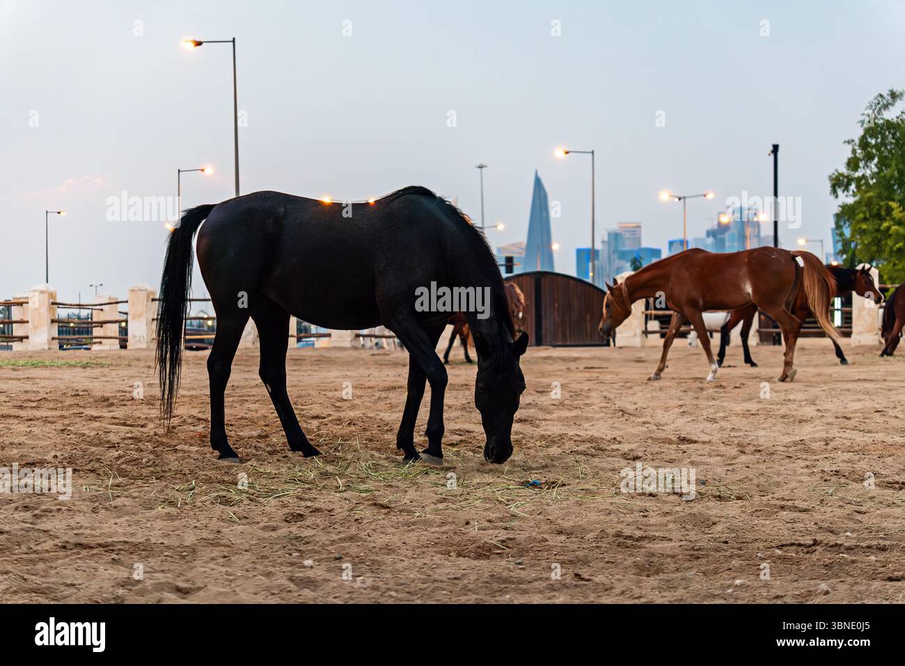 Scuderie nel centro di Doha in Qatar, cavalli reali arabi nel paddock in serata. Foto Stock