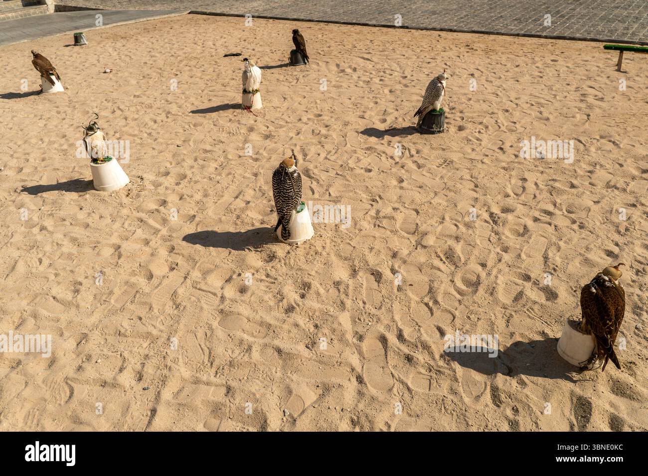 Doha, Qatar: falcons alla Katara International Hunting and Falcons Exhibition. Doha Falcon Souq Foto Stock