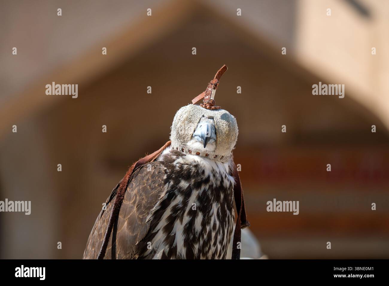 Doha, Qatar: Ritratto di un falco alla Katara International Hunting and Falcons Exhibition Foto Stock