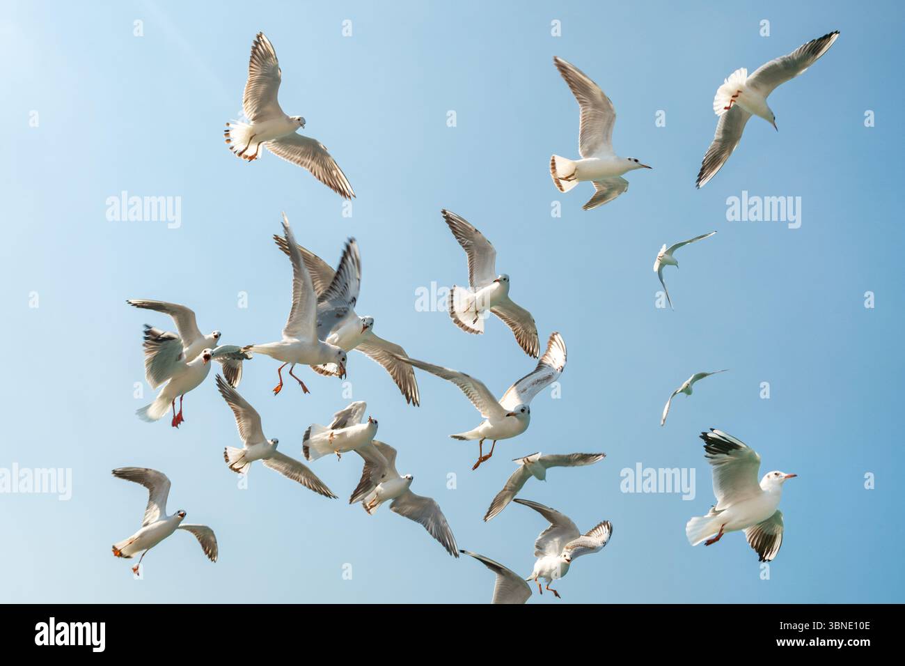 gabbiani che volano nel cielo azzurro. un gruppo di gabbiani che volano nel cielo Foto Stock