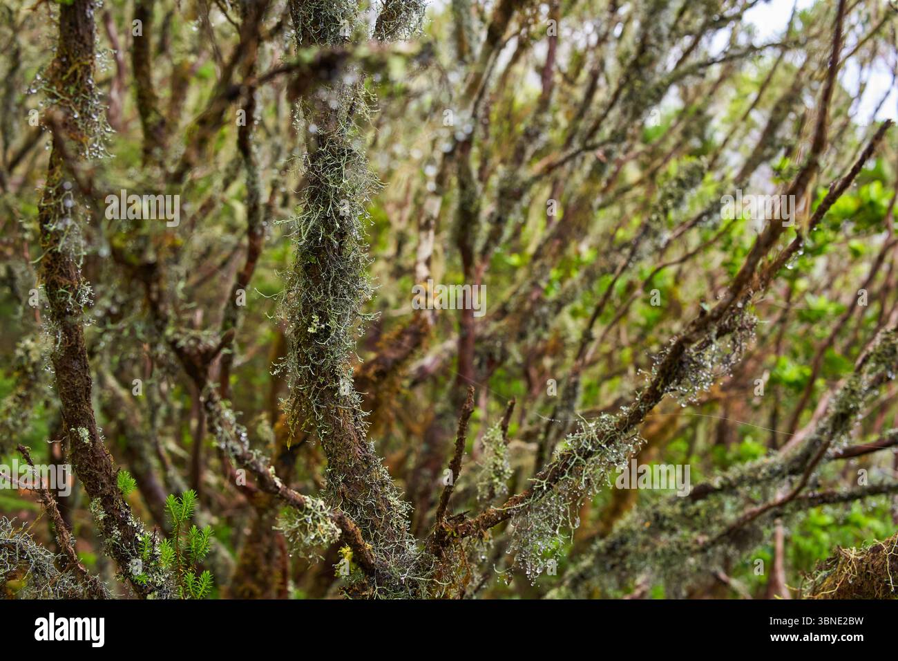 Primo piano di ramoscelli bagnati ricoperti di licheni nel sottobosco umido della foresta di alloro Foto Stock