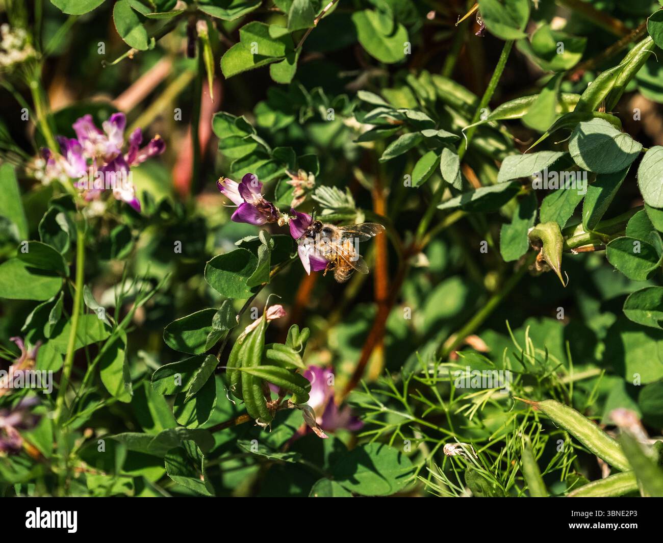 Una piccola ape del miele raccoglie il polline dai fiori selvatici in fiore lungo un canale di irrigazione nella parte meridionale della prefettura di Fukuoka, in Giappone. Foto Stock Una piccola ape del miele raccoglie il polline dai fiori selvatici in fiore lungo un canale di irrigazione nella parte meridionale della prefettura di Fukuoka, in Giappone. Foto Stock