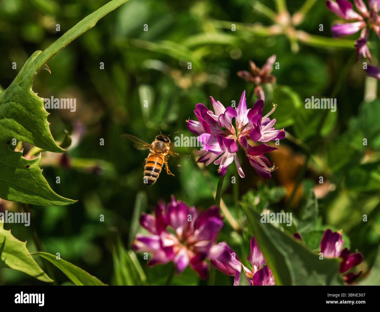 Una piccola ape del miele raccoglie il polline dai fiori selvatici in fiore lungo un canale di irrigazione nella parte meridionale della prefettura di Fukuoka, in Giappone. Foto Stock Una piccola ape del miele raccoglie il polline dai fiori selvatici in fiore lungo un canale di irrigazione nella parte meridionale della prefettura di Fukuoka, in Giappone. Foto Stock