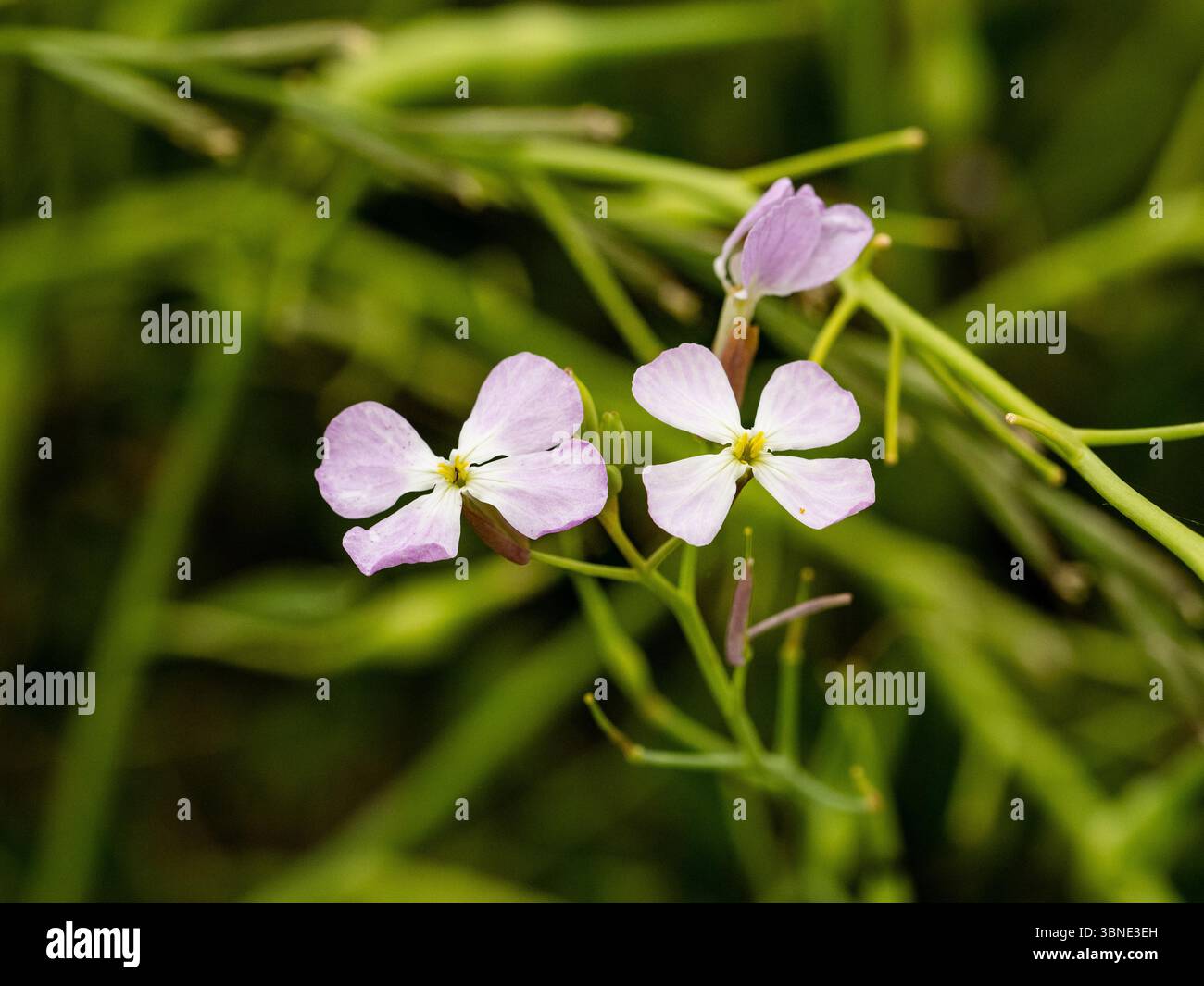 Piccoli fiori di ravanello selvatico color lavanda, raphanus raphanistrum, fioriscono nelle erbe selvatiche lungo uno dei canali vicino a Yanagawa, in Giappone. Foto Stock Piccoli fiori di ravanello selvatico color lavanda, raphanus raphanistrum, fioriscono nelle erbe selvatiche lungo uno dei canali vicino a Yanagawa, in Giappone. Foto Stock