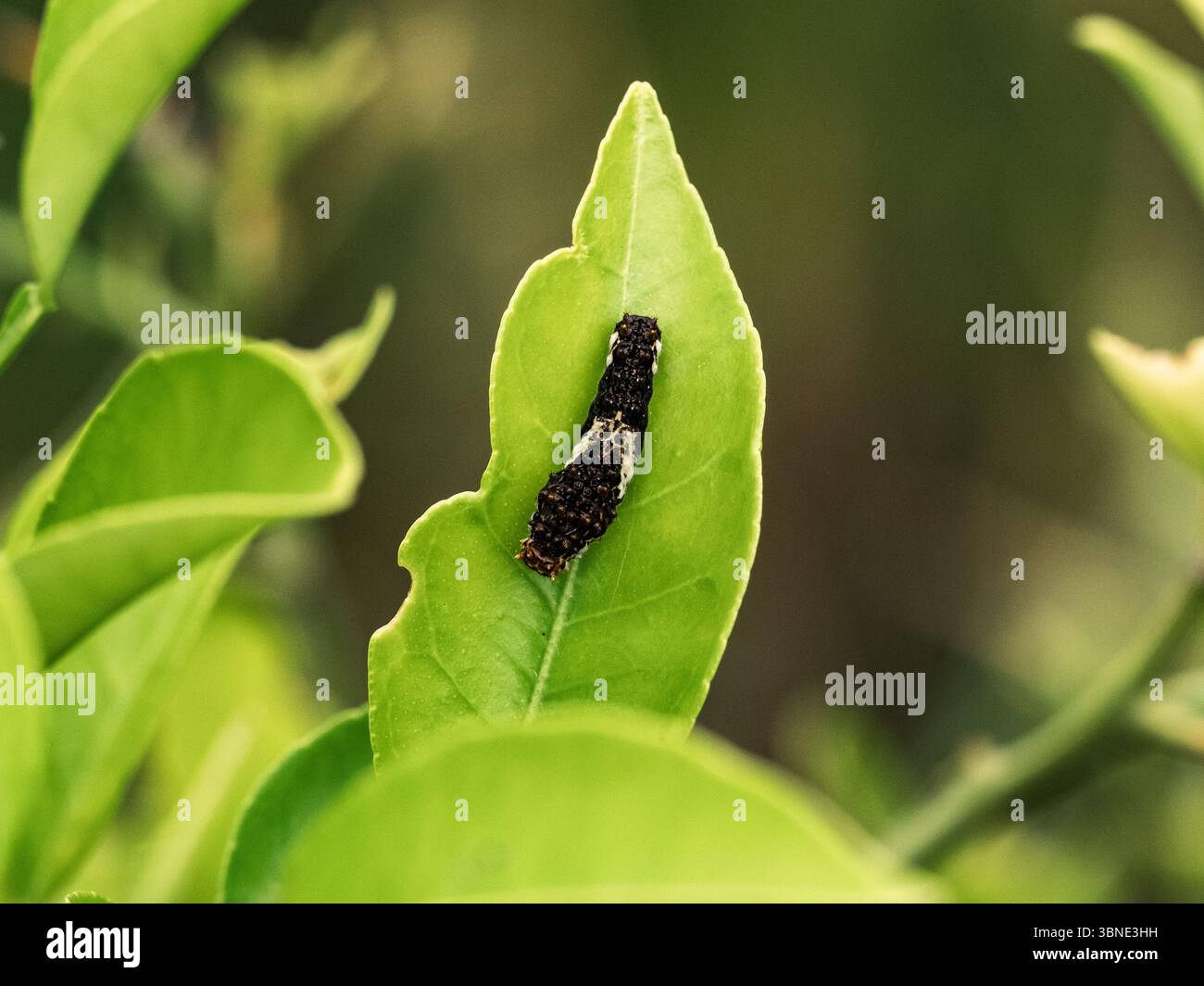 Un piccolo bruco a farfalla cinese Yellow Swallowtail. Papilio xuthus. Si prepara alla muta su una foglia mentre cresce vicino a Fukuoka, in Giappone. Foto Stock Un piccolo bruco a farfalla cinese Yellow Swallowtail. Papilio xuthus. Si prepara alla muta su una foglia mentre cresce vicino a Fukuoka, in Giappone. Foto Stock