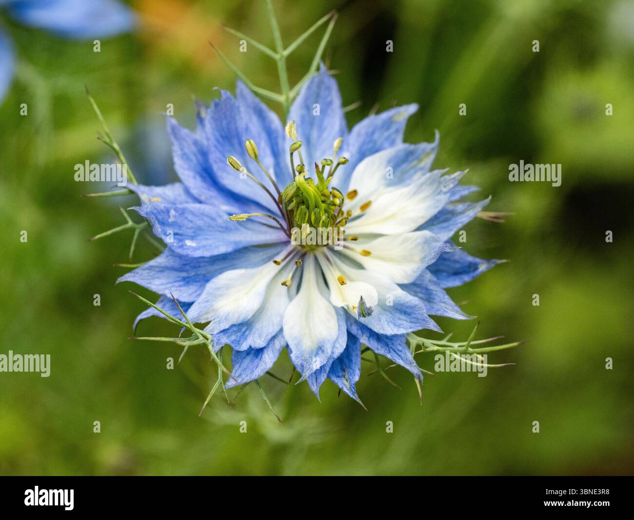 Un fiore d'amore in una nebbia di colore blu chiaro, Nigella damascena, che si trova in un'area di fiori selvatici in una fattoria a sud di Fukuoka, in Giappone. Foto Stock Un fiore d'amore in una nebbia di colore blu chiaro, Nigella damascena, che si trova in un'area di fiori selvatici in una fattoria a sud di Fukuoka, in Giappone. Foto Stock