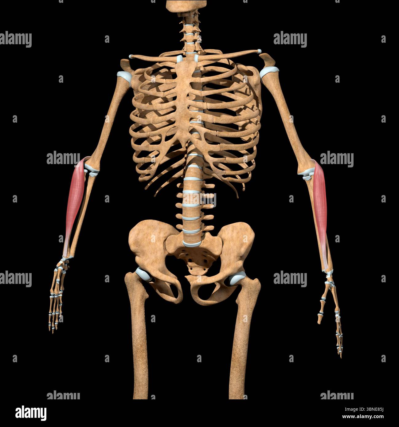 Questa illustrazione in 3d mostra i muscoli brachioradialis Lumborum sullo scheletro. Foto Stock