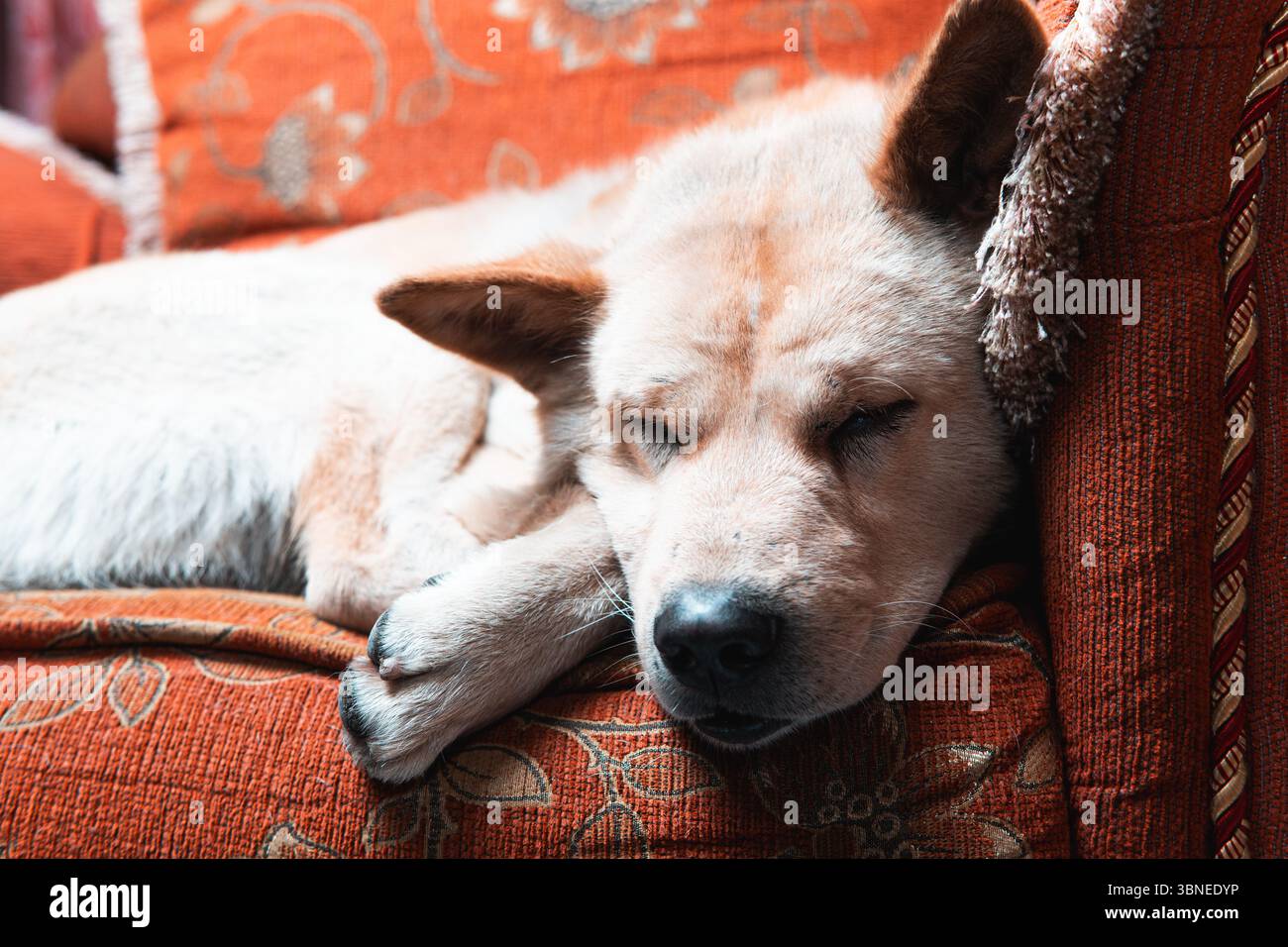 Un cane calmo e soffice dorme velocemente su una poltrona arancione vintage. Foto Stock