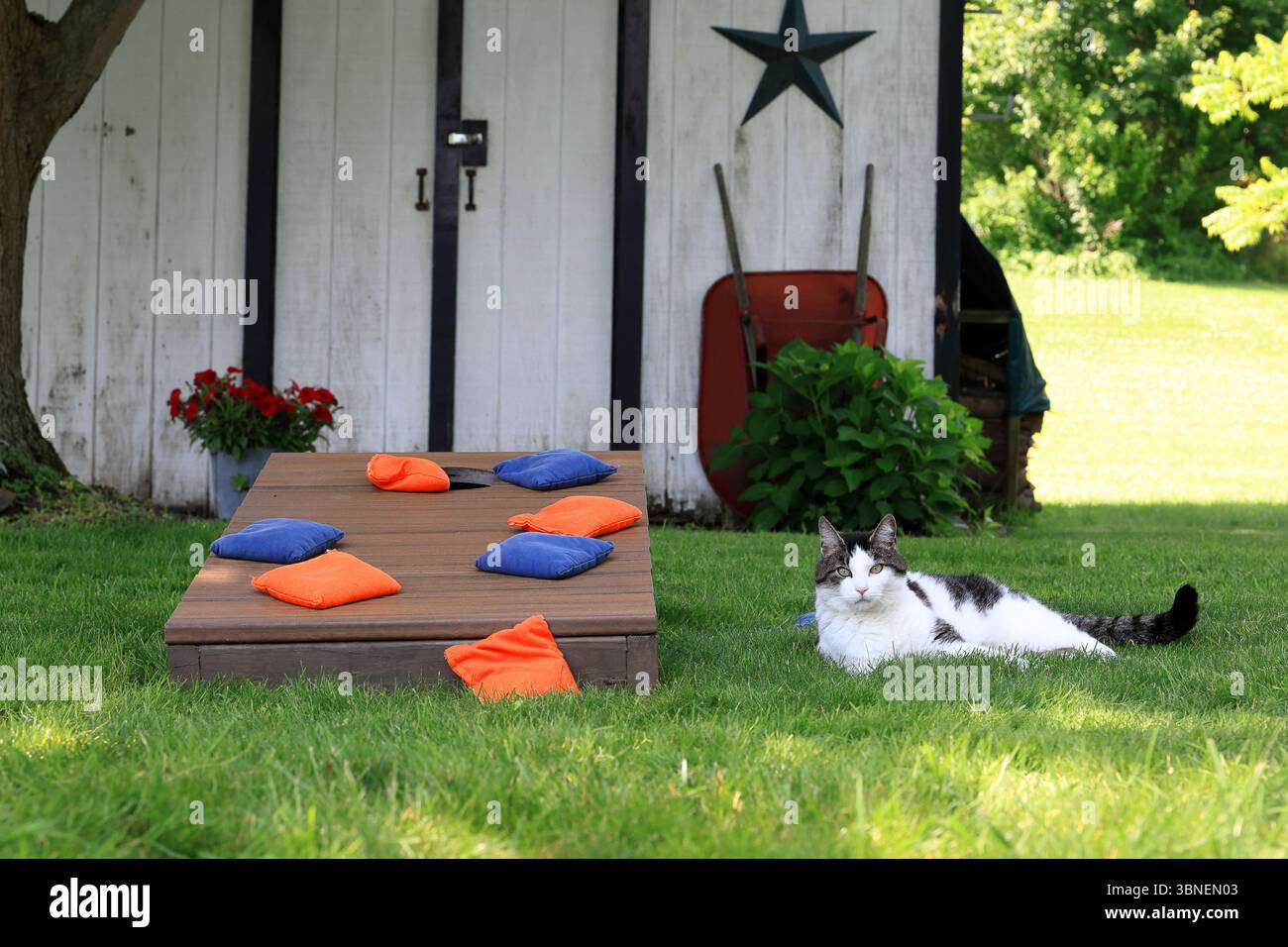 Cat è pronto a sfidare gli sfidanti in una partita di Cornhole nel cortile Foto Stock