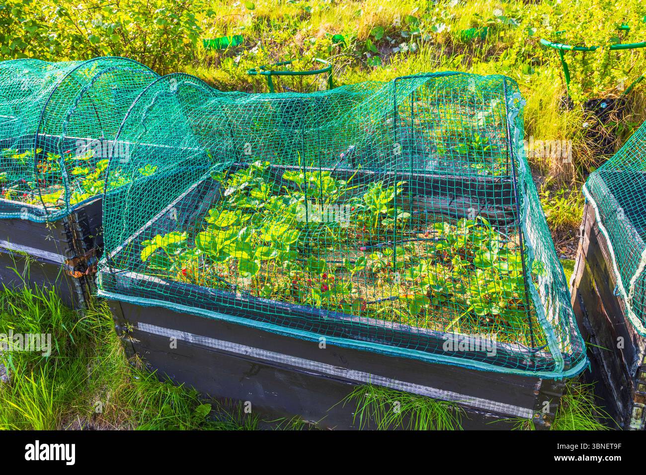 Rete Di Protezione Per Trampolini A 8 Pali Con Ingresso Con Cerniera 366x180 Cm In Pe Nero E Verde 82040443
