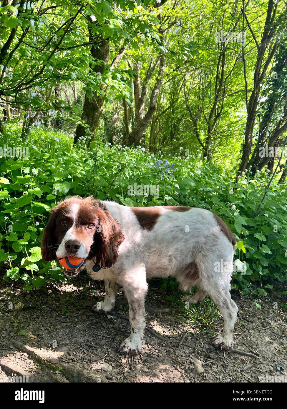 Springer spaniel nel bosco su un pendio tenendo la palla in piedi guardando la telecamera - Immagine stock catturata con smartphone