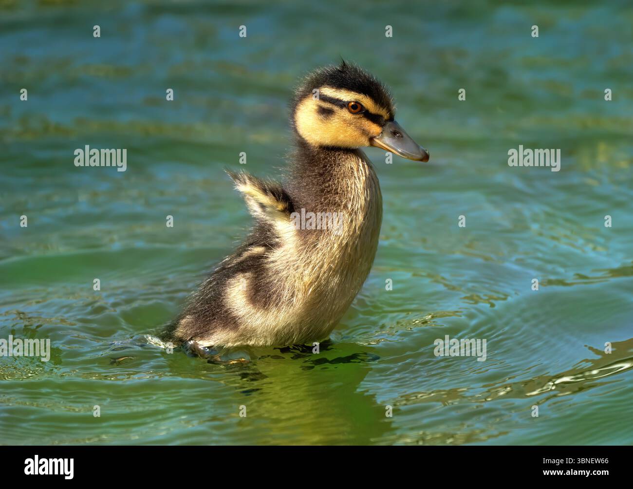 L'anatroccolo di Mallard (Anas platyrhynchos) si solleva dall'acqua Foto Stock