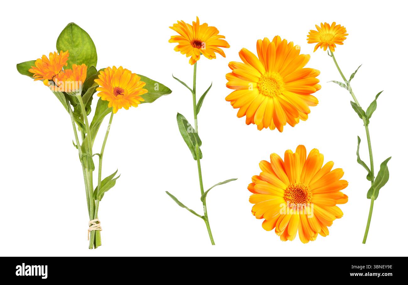 Marigold, che è spesso usato come pianta medicinale per fare unguento Foto Stock