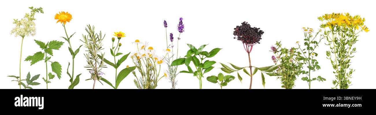 Le piante medicinali più importanti della natura e del giardino Foto Stock