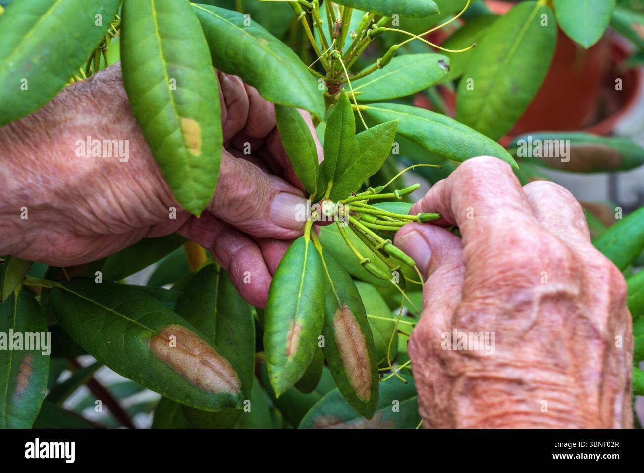 Rododendro deadheading. Foto Stock