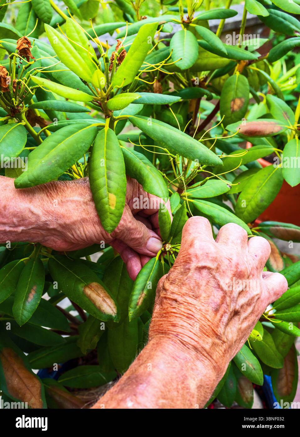 Rododendro deadheading. Foto Stock