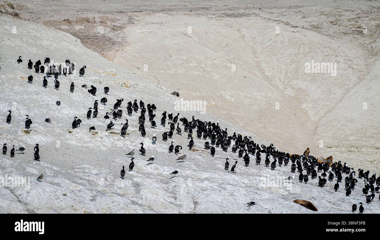 Una foto di molti, molti cormorani e alcuni leoni marini che si radunano su una montagna rocciosa vicino all'acqua. Foto Stock