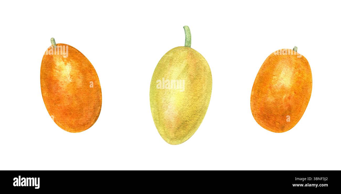 Kumquat freschi dipinti a mano e set giallo di passionfruit sfondo isolato per illustrazione ad acquerello. Clip art tropicale per un design salutare del cibo, succo di frutta Foto Stock