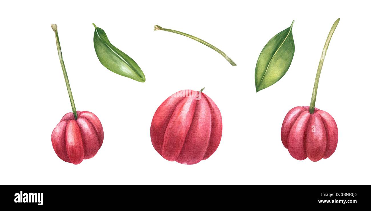 Bacche di acerola fresca con foglie e steli sfondo isolato. Clip art di frutti tropicali esotici per il marchio del superfood Foto Stock