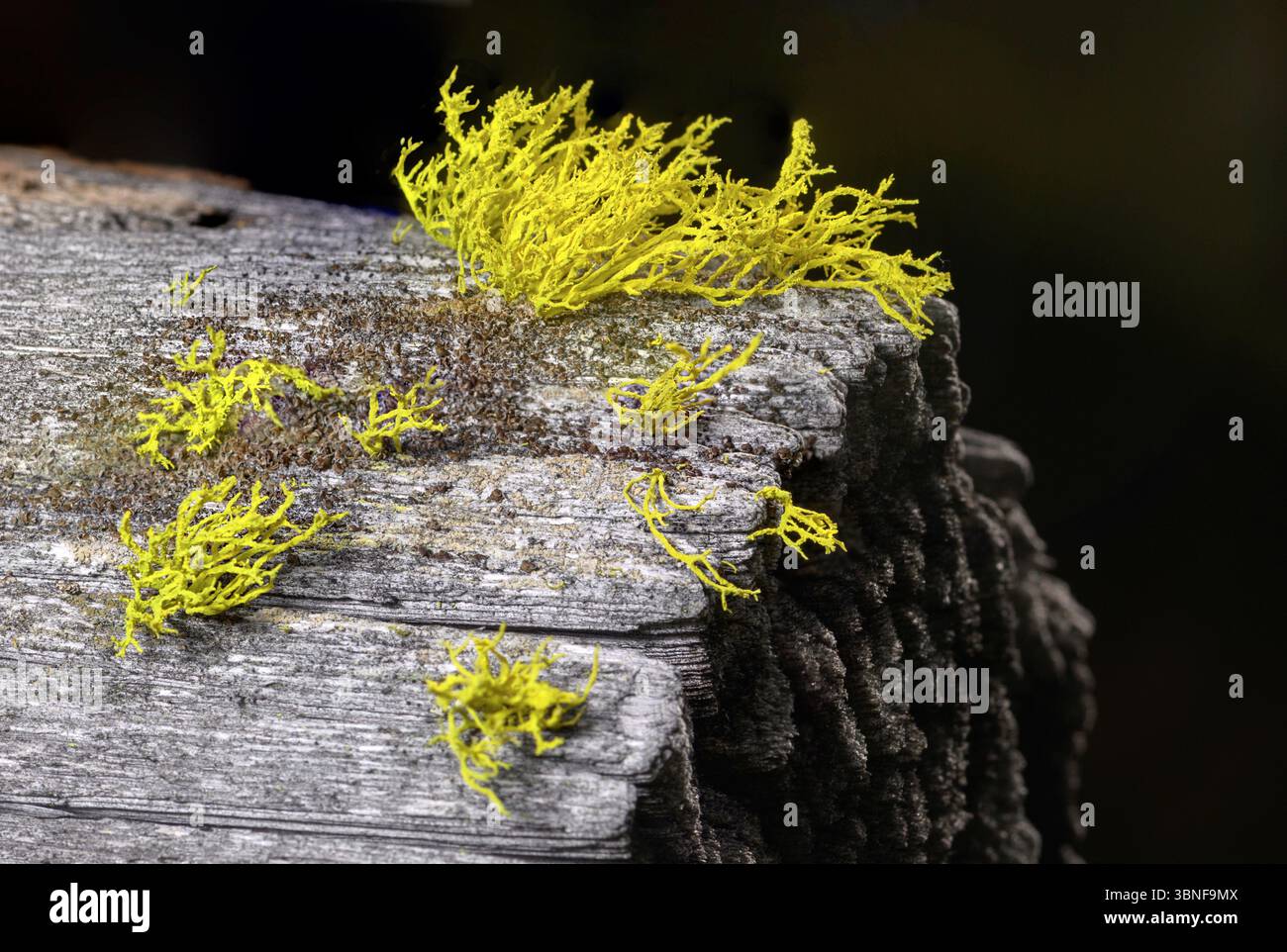 Lichen di lupo (Letharia vulpina) dal Parco Nazionale della Gutulia, Norvegia orientale. Foto Stock