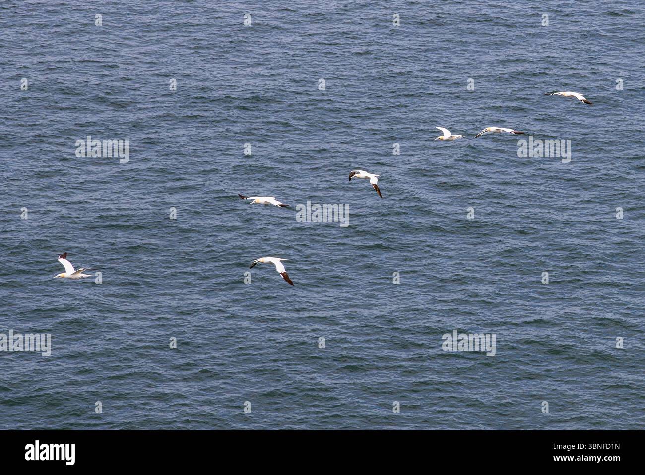 Una linea diagonale di sette Gannetti settentrionali che volano in mare aperto. Una composizione dinamica e pulita che simboleggia la direzione, lo scopo e l'unità. Foto Stock