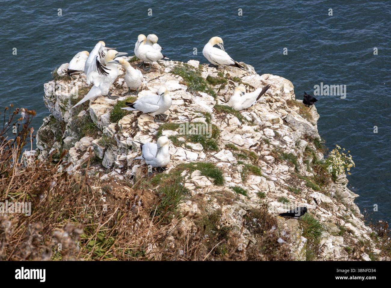 I Gannets settentrionali nidificano e riposano su una scogliera di gesso sopra il mare in una colonia di uccelli marini sulla costa dello Yorkshire. Habitat costiero degli uccelli marini. Foto Stock
