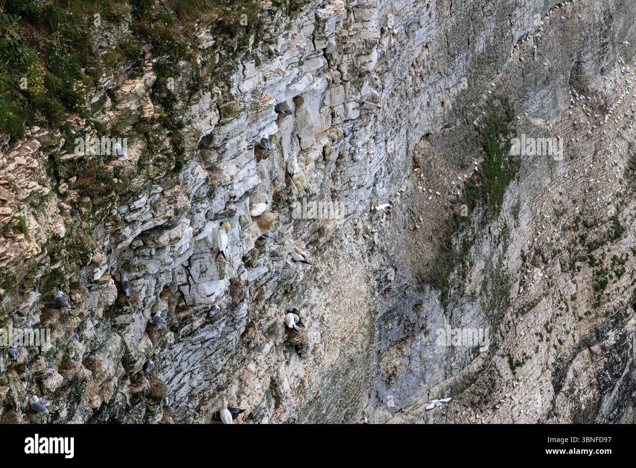 Gli uccelli marini, tra cui i Northern Gannets, nidificano in fitte colonie sulle scogliere di Bempton, un sito chiave britannico per la conservazione degli uccelli marini. Flamborough Head. Foto Stock