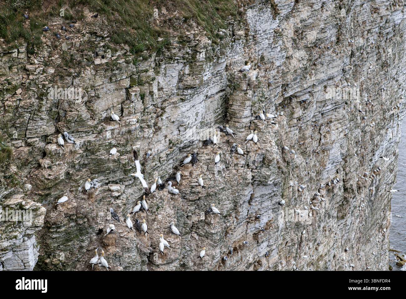 Gli uccelli marini, tra cui i Northern Gannets, nidificano in fitte colonie sulle scogliere di Bempton, un sito chiave britannico per la conservazione degli uccelli marini. Flamborough Head. Foto Stock