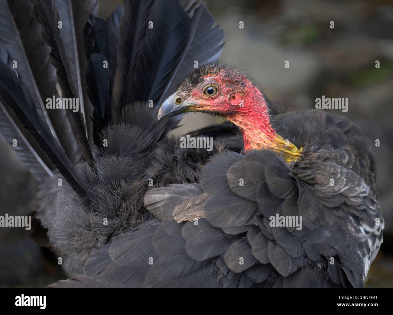 Australian Brush turkey, Lamington National Park, Queensland, Australia. Foto Stock