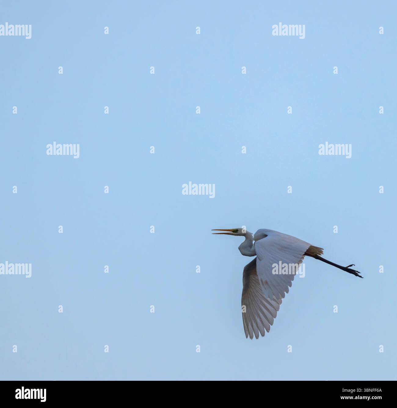 Egret che vola con le ali sparse a Razice, in Cechia Foto Stock