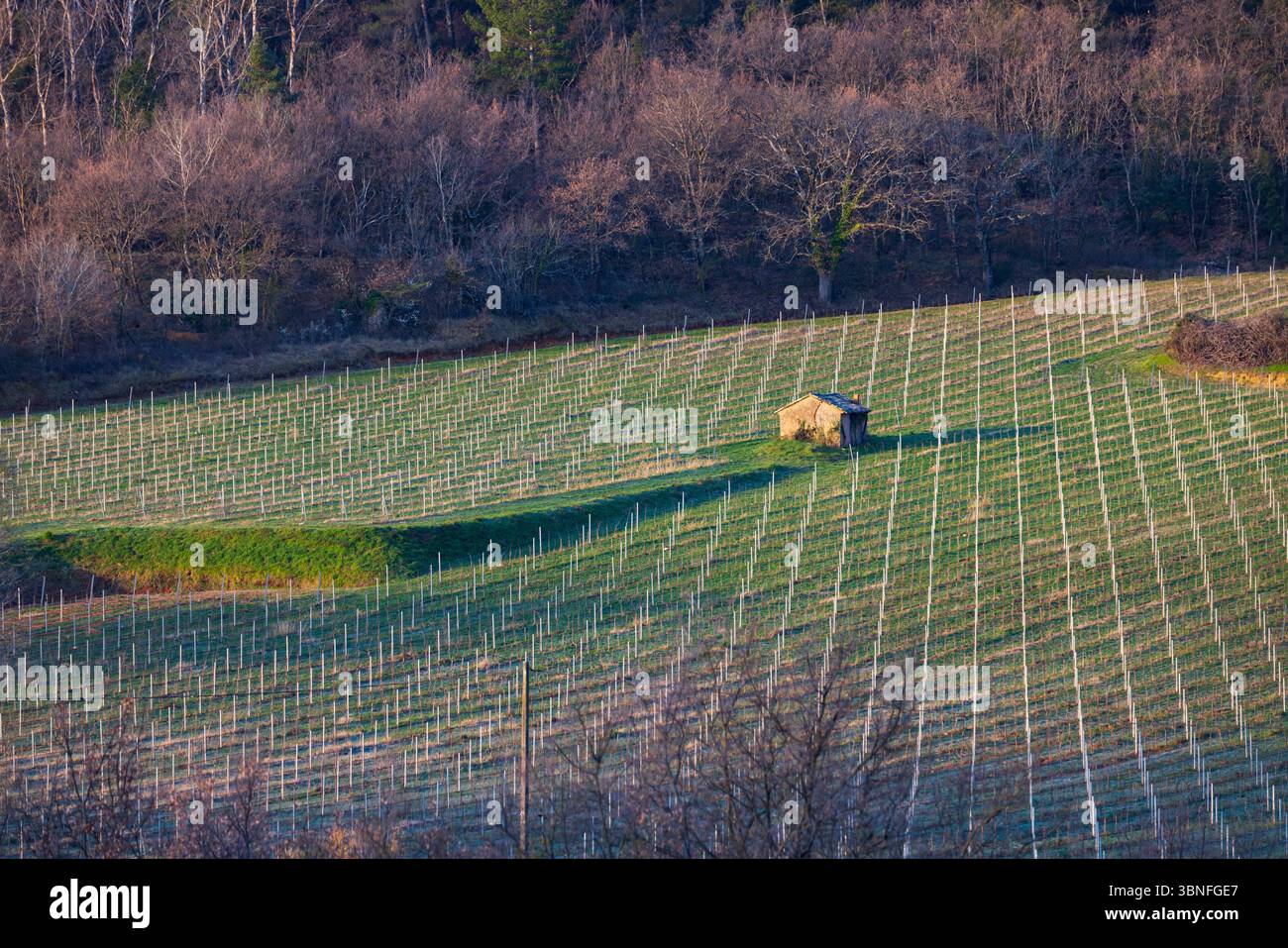 Il capannone solitario si trova tra i filari di vigneti in inverno a Chateau Chalon, in Francia Foto Stock