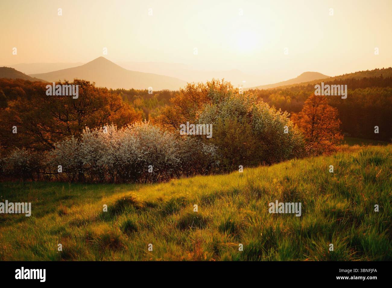 Fresca luce mattutina all'alba sul prato primaverile e alberi in fiore in Cechia Foto Stock