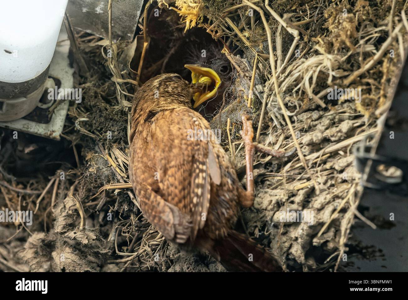 Una wren nutre la sua bambina in un nido sapientemente costruito all'interno di un alloggiamento della luce del giorno, unendo istinto selvaggio e tecnologia. Foto Stock