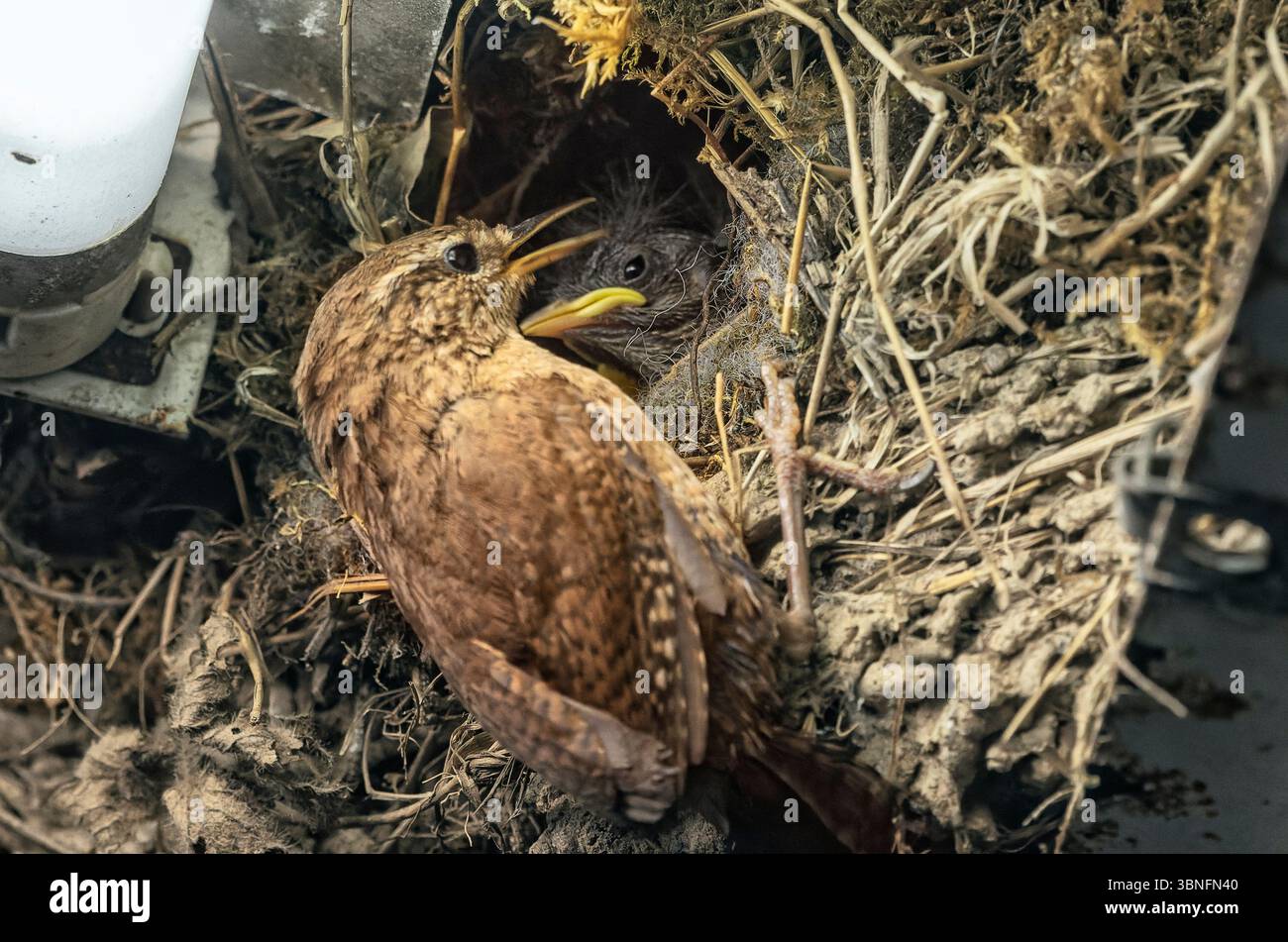 Una wren nutre la sua bambina in un nido sapientemente costruito all'interno di un alloggiamento della luce del giorno, unendo istinto selvaggio e tecnologia. Foto Stock