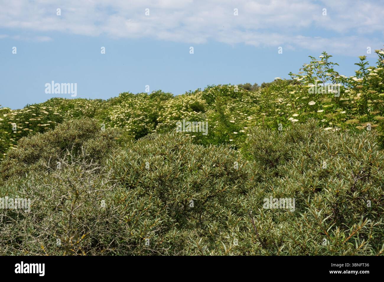 Dune, densamente ricoperte di rosa selvatica e sambuco Foto Stock Dune, densamente ricoperte di rosa selvatica e sambuco Foto Stock