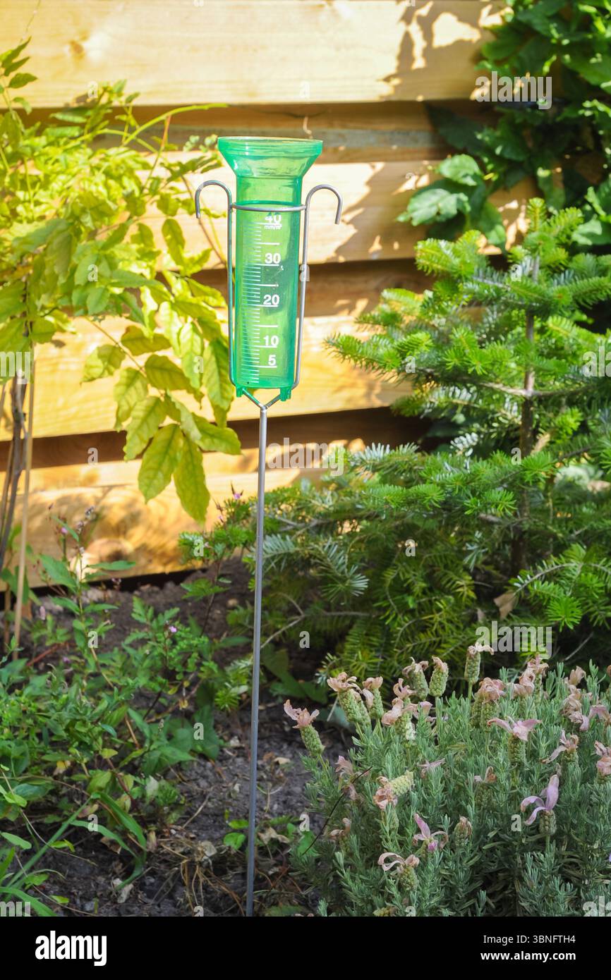 Pluviometro in plastica verde per misurare le precipitazioni in un cortile posteriore Foto Stock