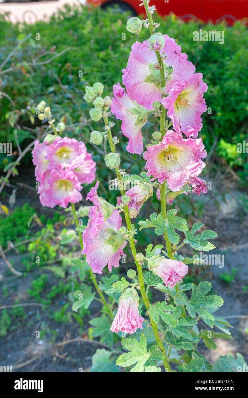 hollyhock comune in fiore rosa (Alcea rosea) Foto Stock