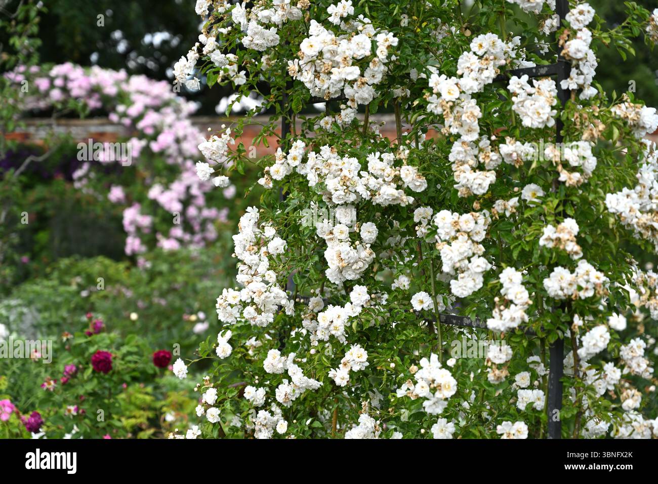 Giardino delle rose con rose rosa Snowdrift e Debutante che crescono su supporta UK June Foto Stock