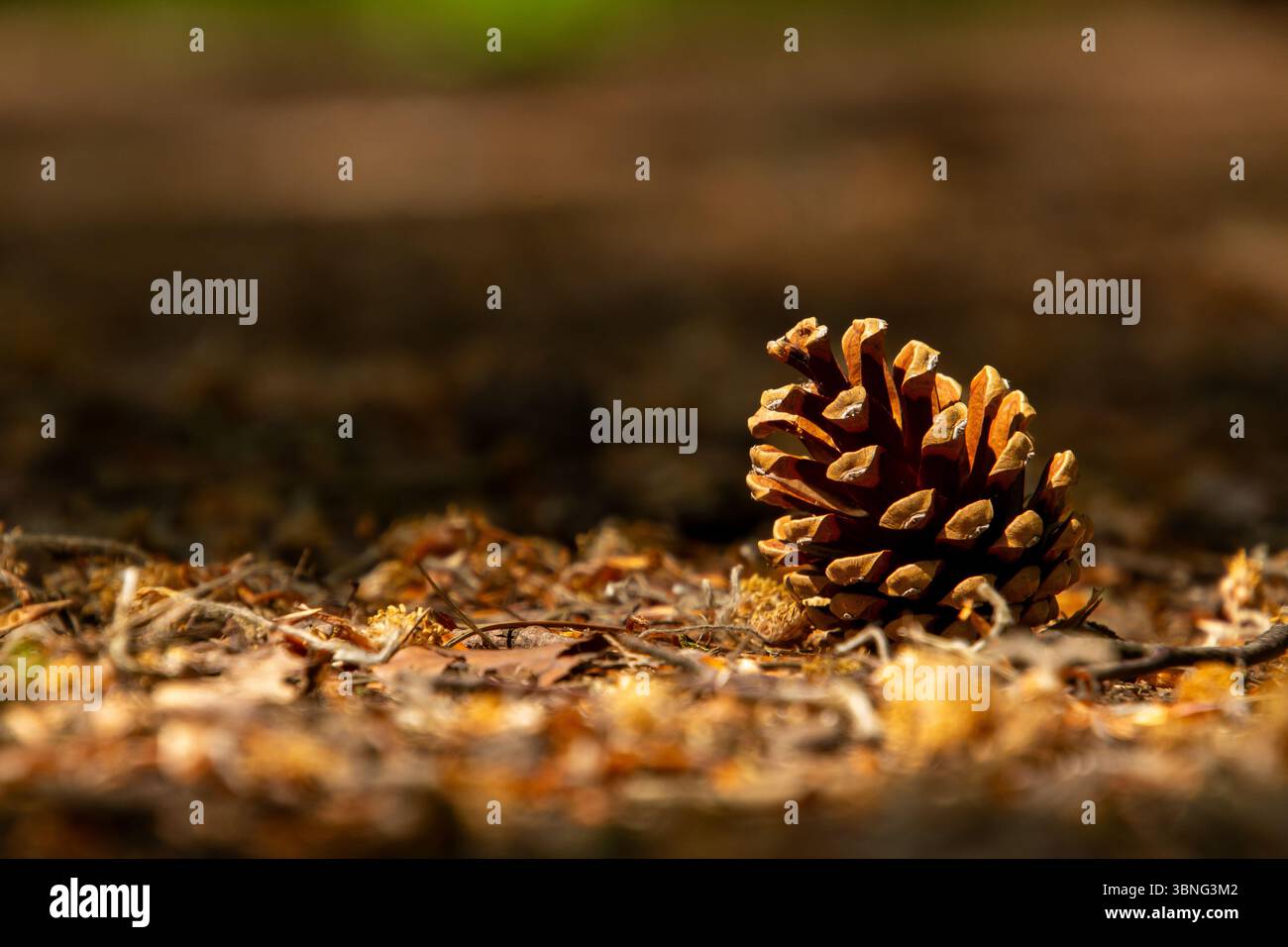 Primo piano da un ananas bruno nella foresta dell'Achterhoek, vicino a Beek, nei Paesi Bassi. Frogperspective. Foto Stock
