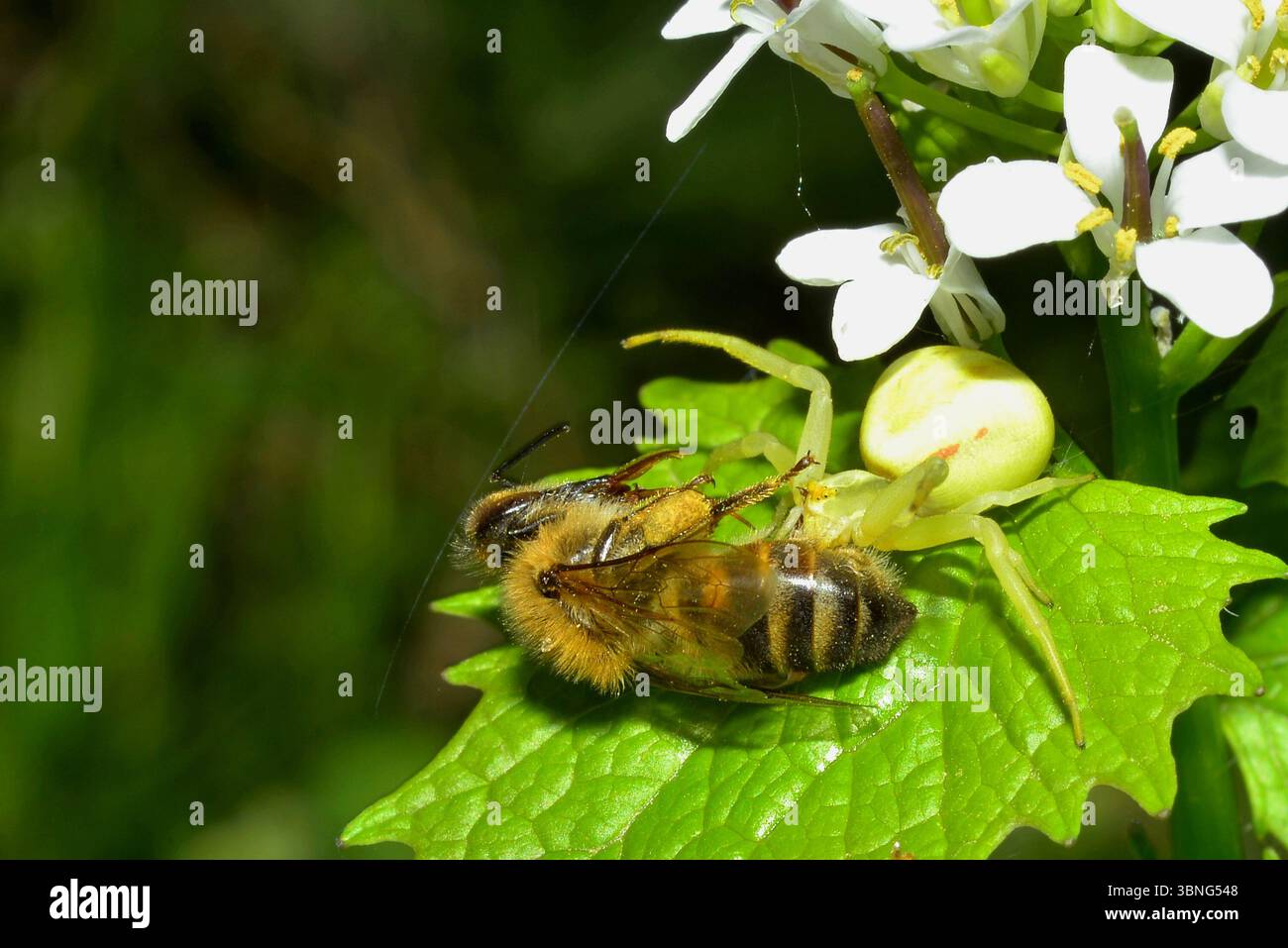 L'ape era paralizzata e morta, non appena il piccolo ragno ci saltava sopra Foto Stock