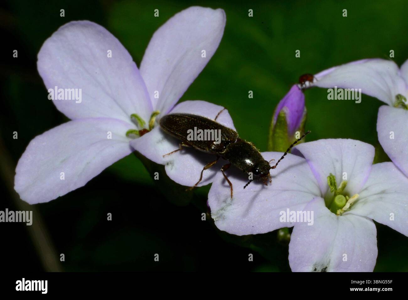 Rare specie di coleottero che impollina fiori selvatici nel bel mezzo della primavera Foto Stock