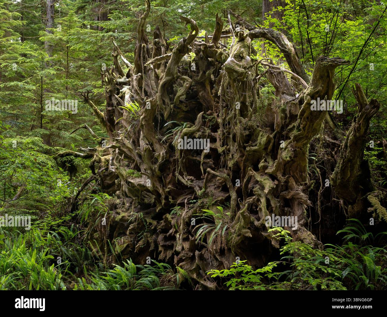 WA26652-00....WASHINGTON - Root ball lungo il Commissioner's Trail, Olympic Peninsula. Foto Stock