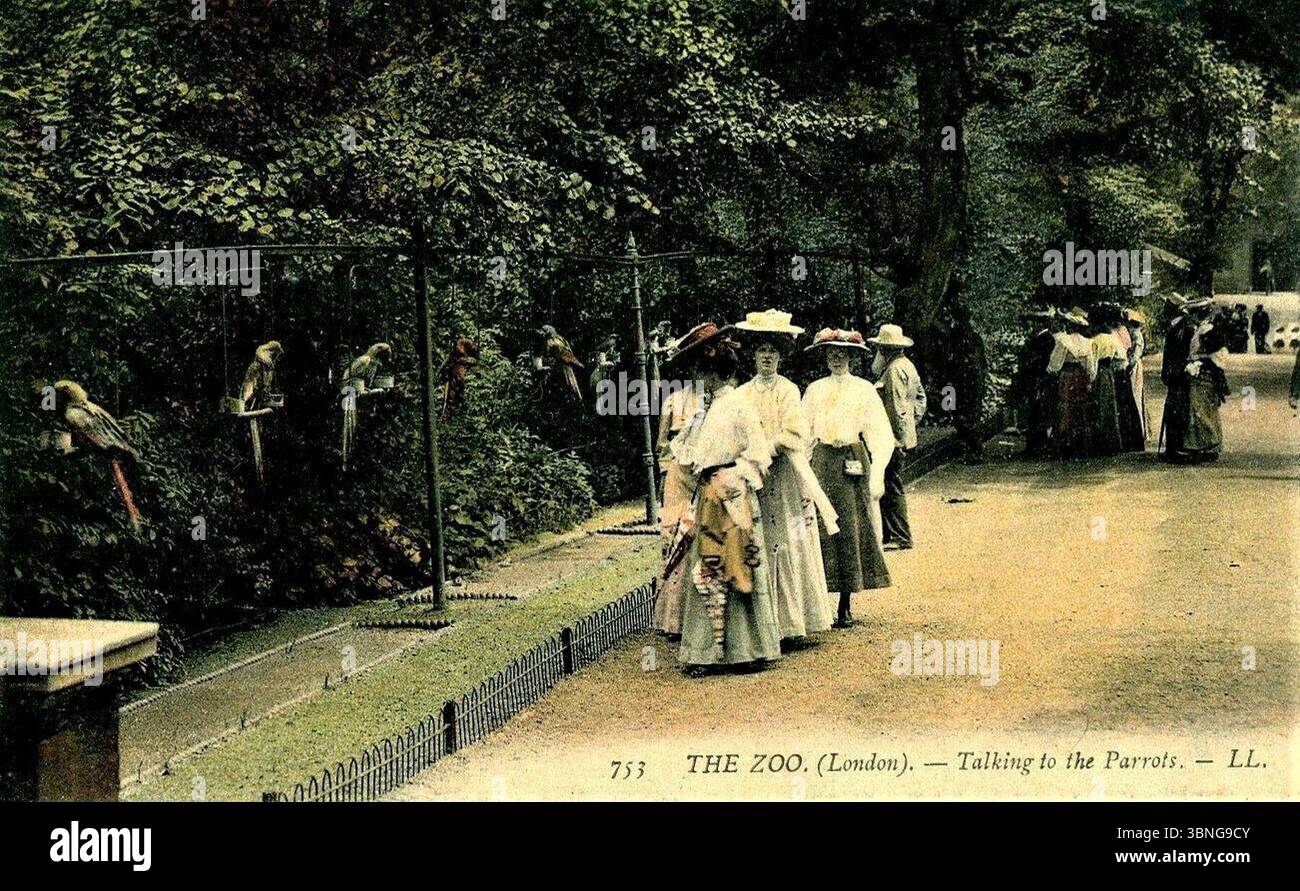 LONDON ZOO TALKY TO THE PAPPAGALLI DI L.L LEON LEVY C1910 CARTOLINA (50272730016). Foto Stock